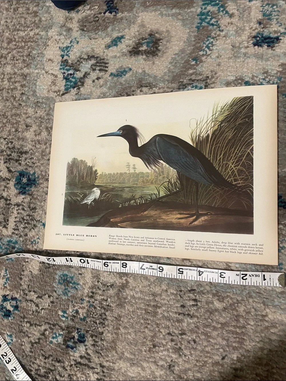 🖤5/$25 Vintage bird print Wall Decor